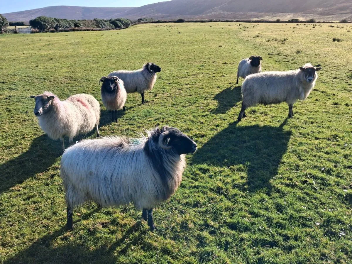 6 Dry Sheep - Image 3