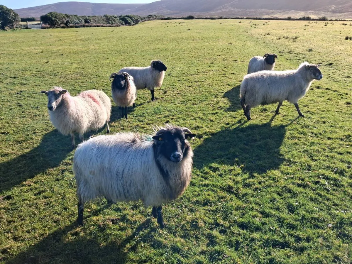 6 Dry Sheep - Image 4