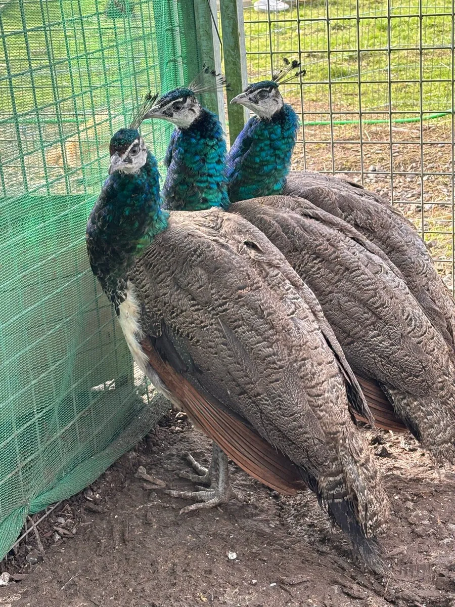 7 month old Indian blue black shoulder peacocks - Image 2