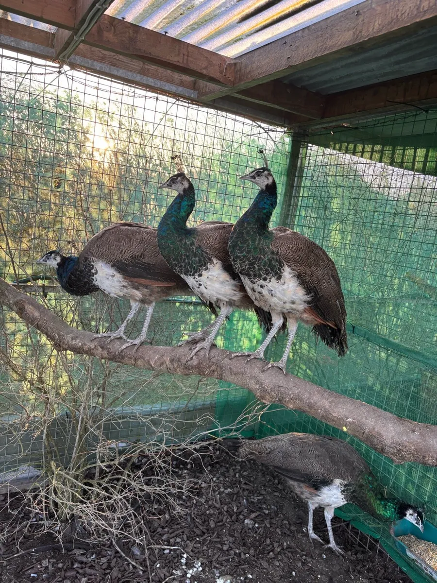 7 month old Indian blue black shoulder peacocks - Image 1