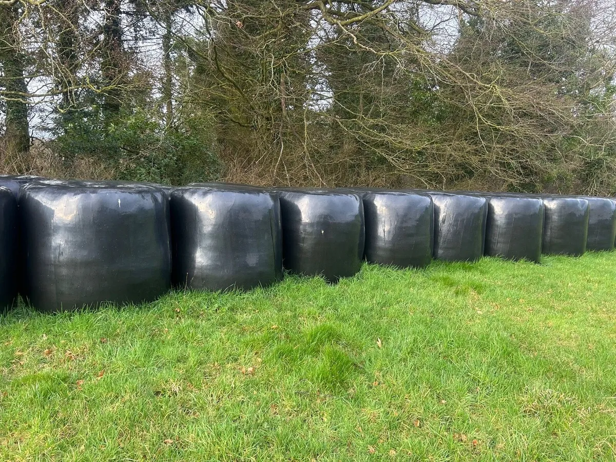 50 bales of silage - Image 1