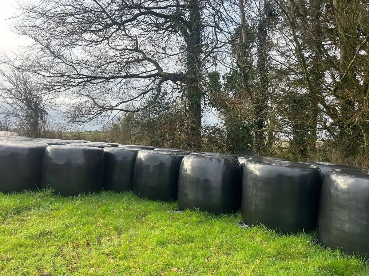 50 bales of silage - Image 4