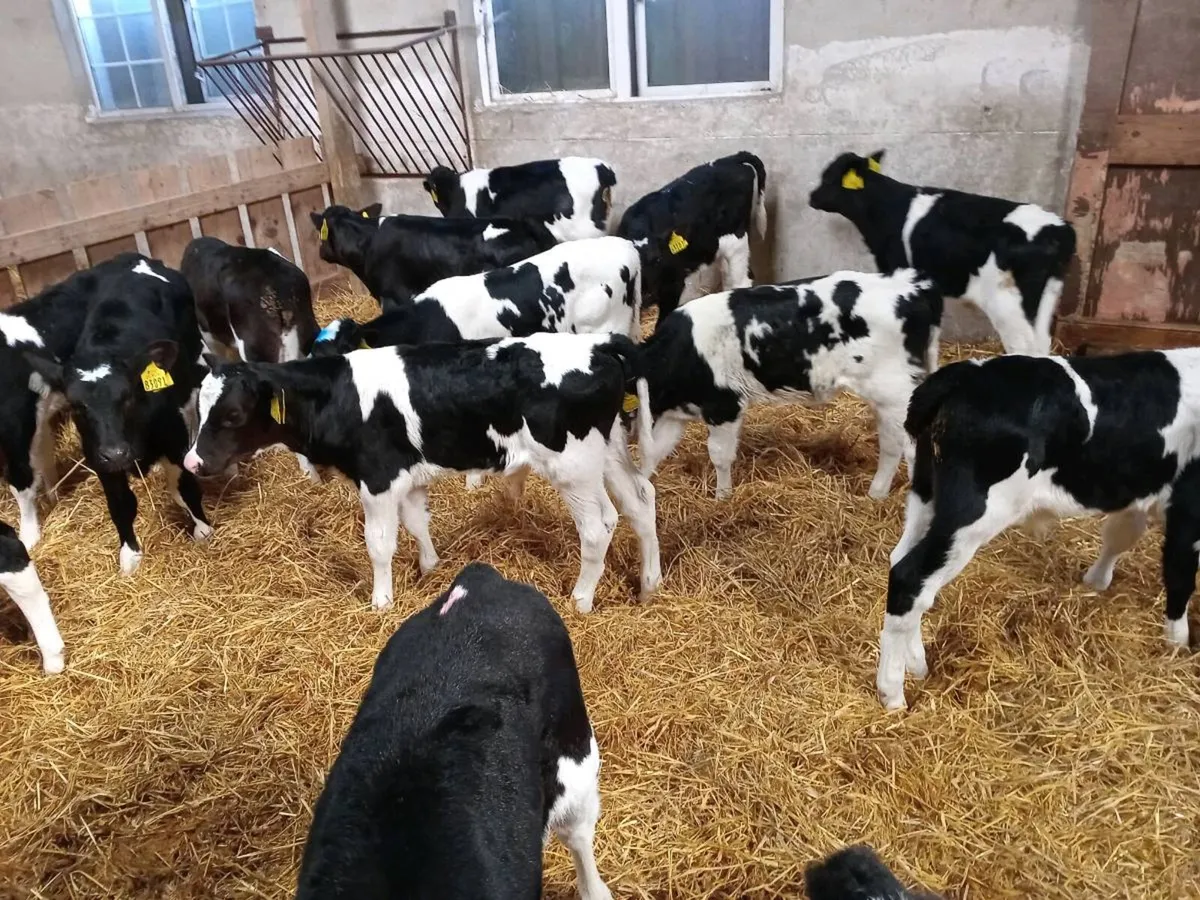Friesian Bull Calves - Image 4