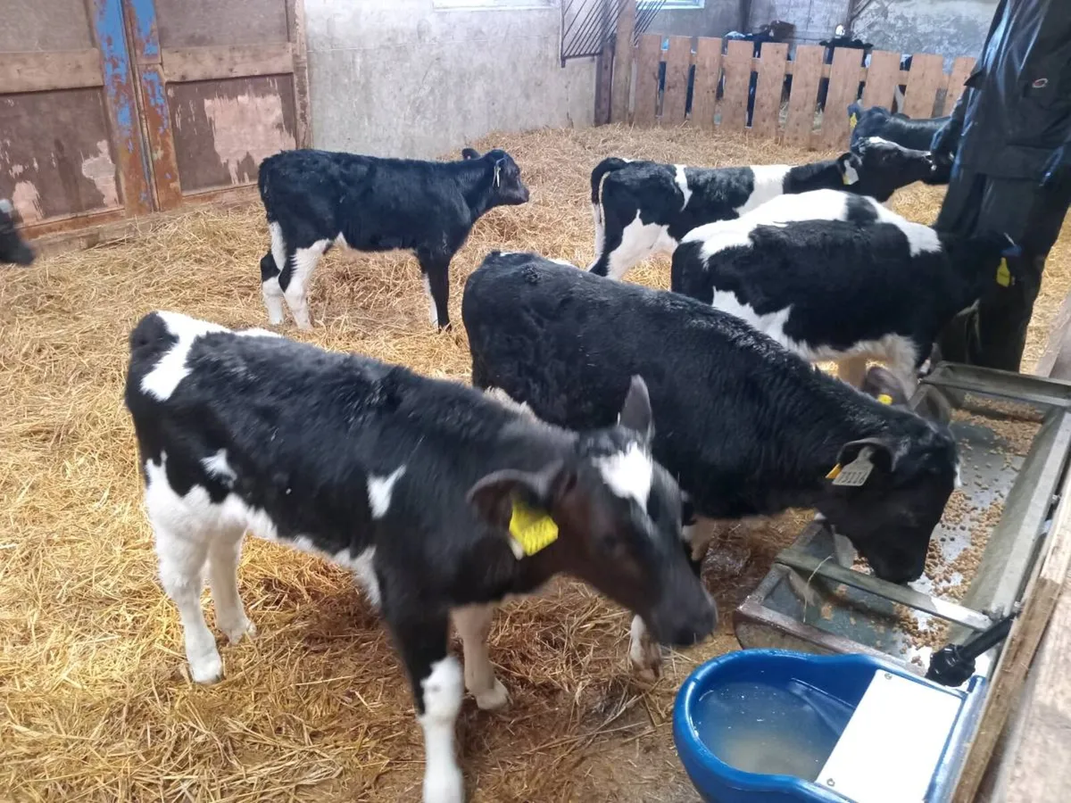 Friesian Bull Calves - Image 3