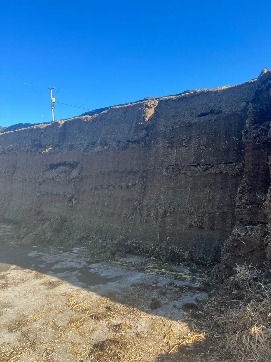 Pit Silage - Image 3