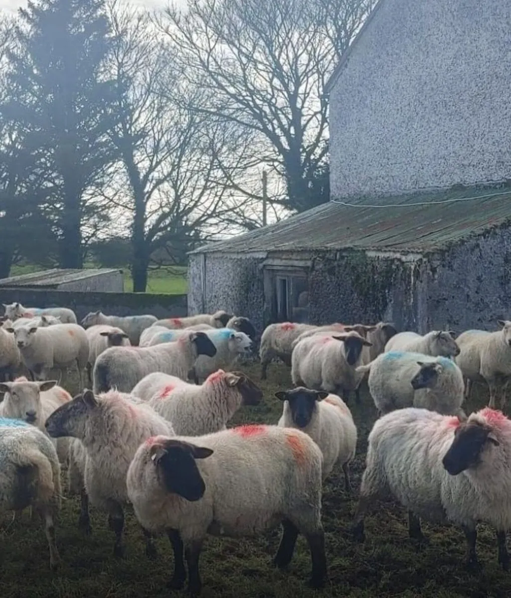 IN LAMB HOGGETS & EWES - Image 1