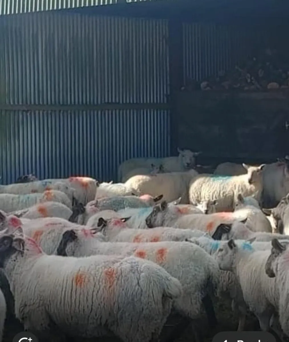 IN LAMB HOGGETS & EWES - Image 4