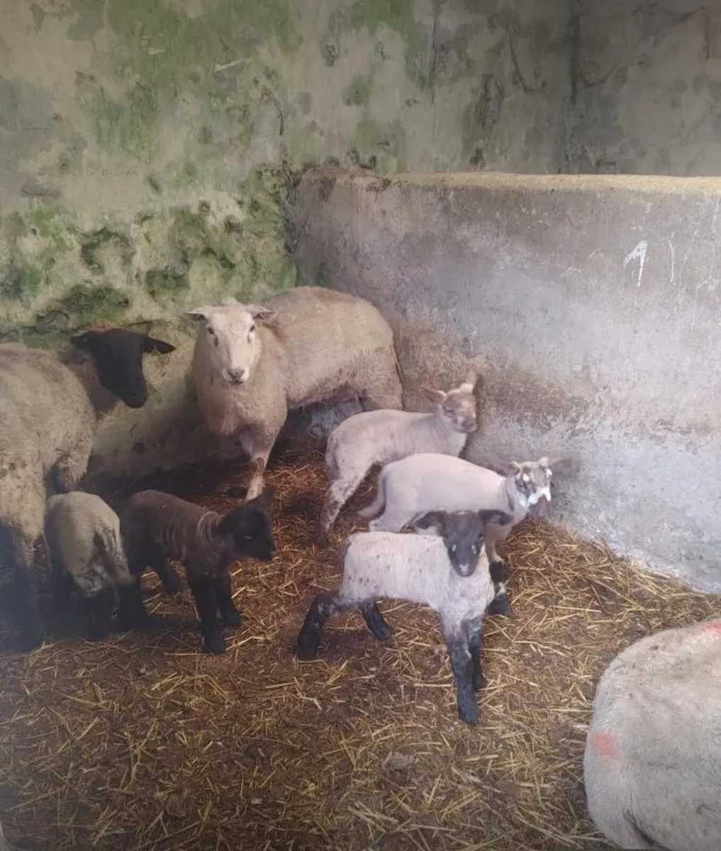 IN LAMB HOGGETS & EWES - Image 2