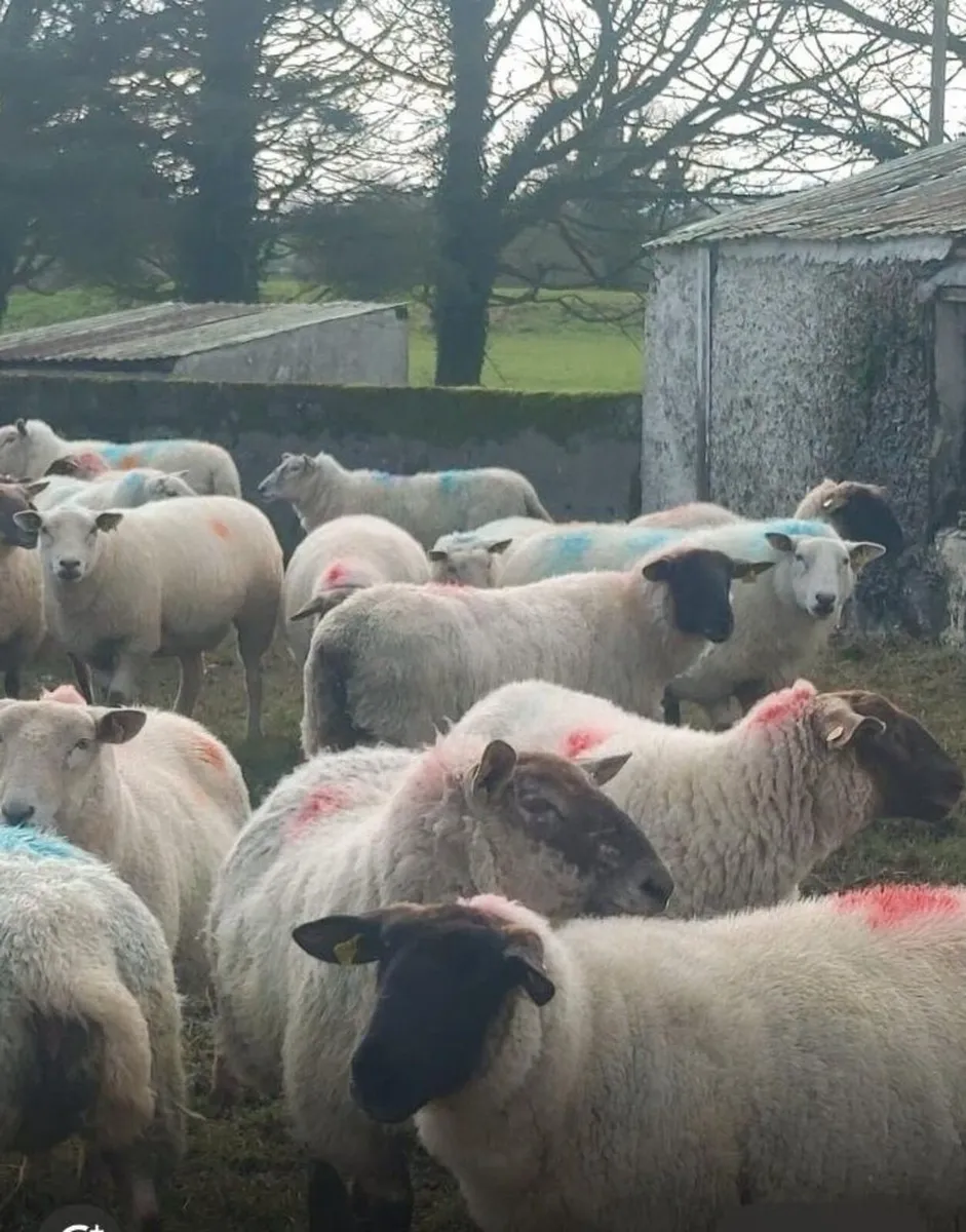 IN LAMB HOGGETS & EWES - Image 3