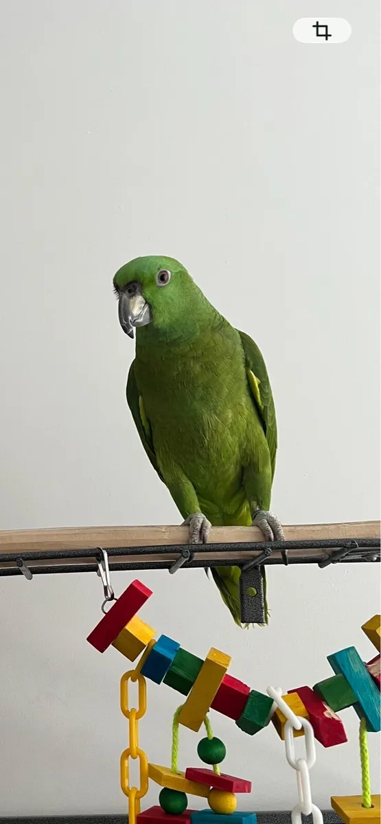 Yellow naped amazon - Image 1