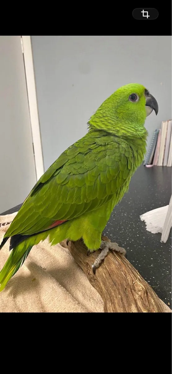 Yellow naped amazon - Image 2