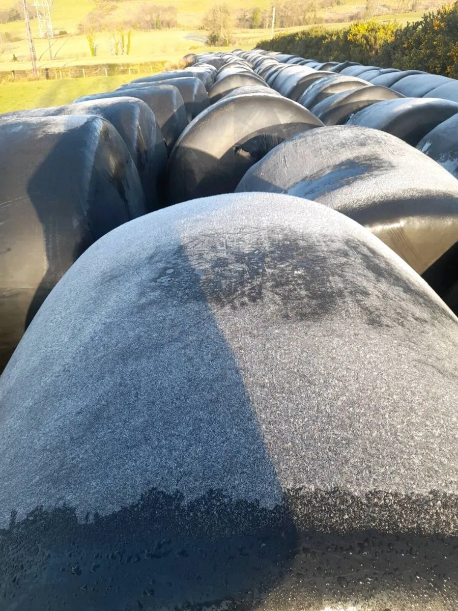 Silage  round bales