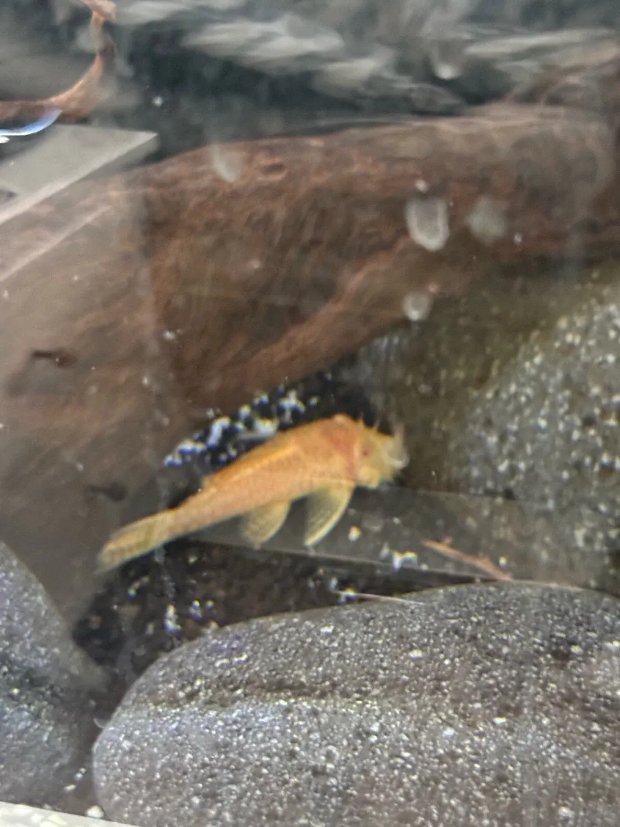 BN pleco - Image 3