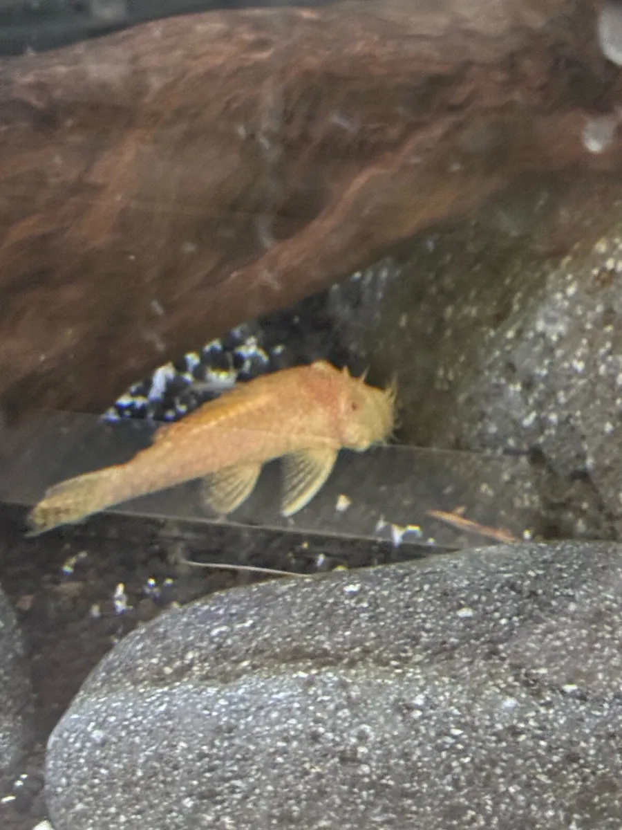 BN pleco - Image 2