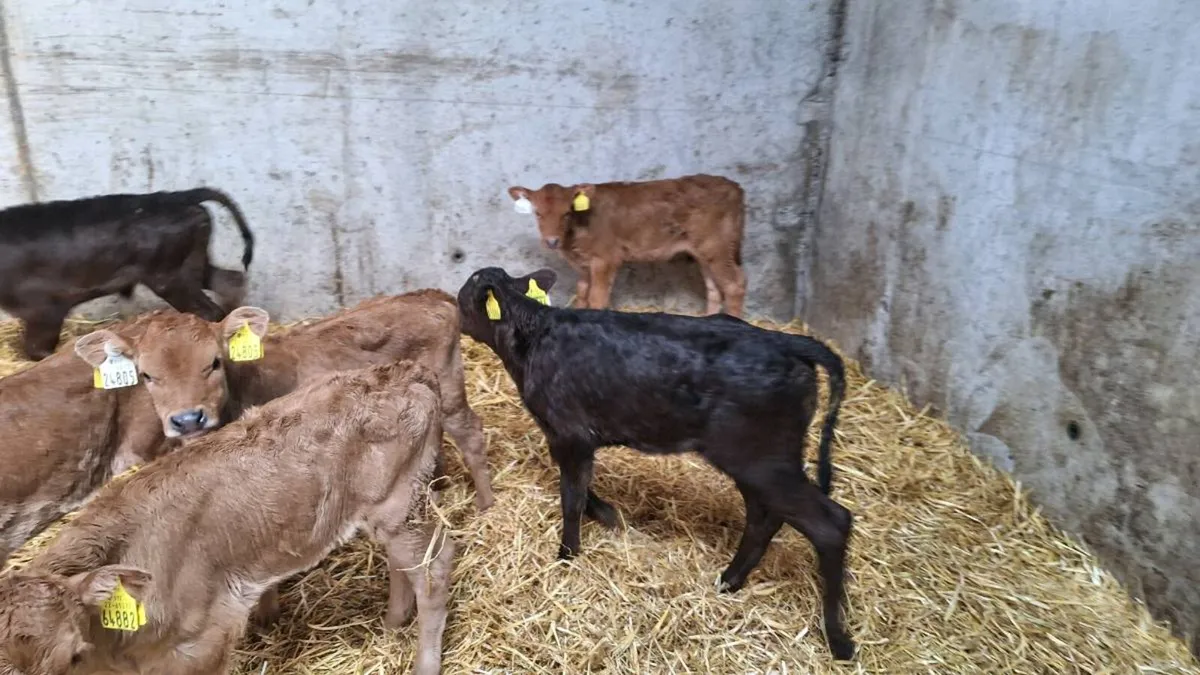 Limousine heifer calves - Image 2