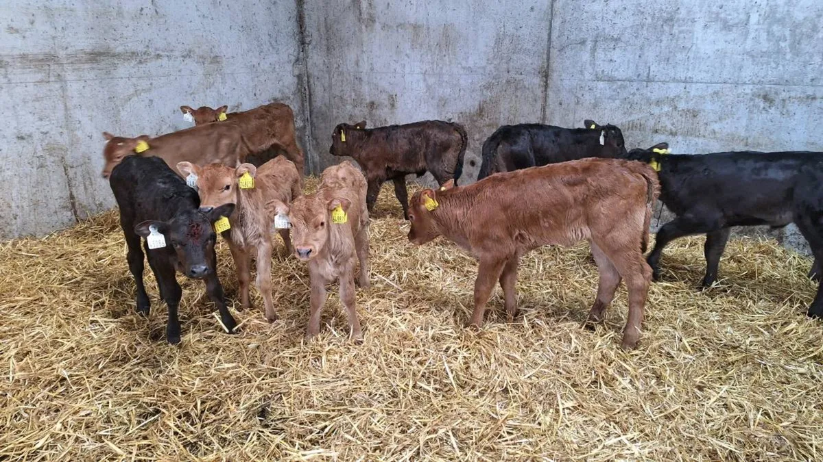 Limousine heifer calves - Image 1