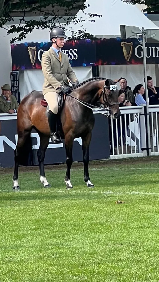 Super little Mare lot 464 Goresbridge - Image 2