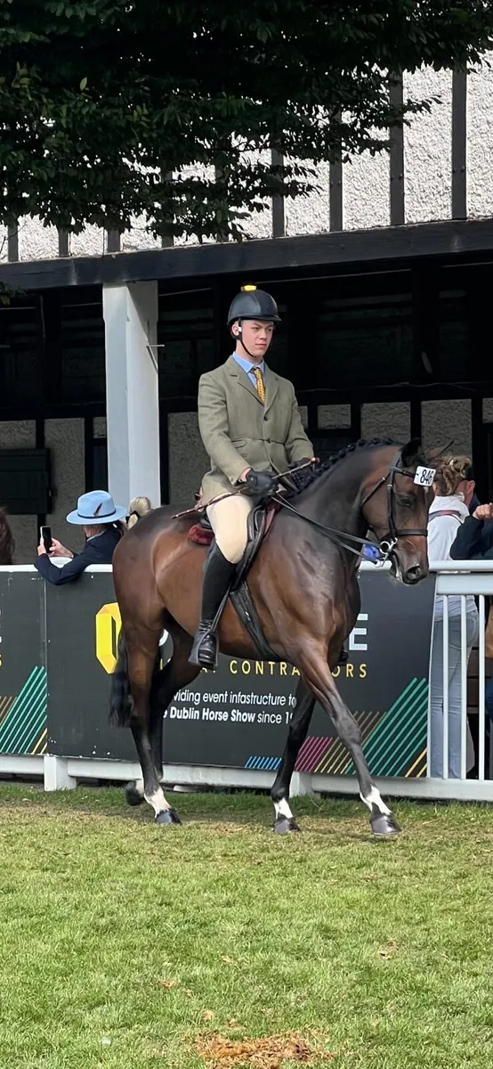 Super little Mare lot 464 Goresbridge - Image 1