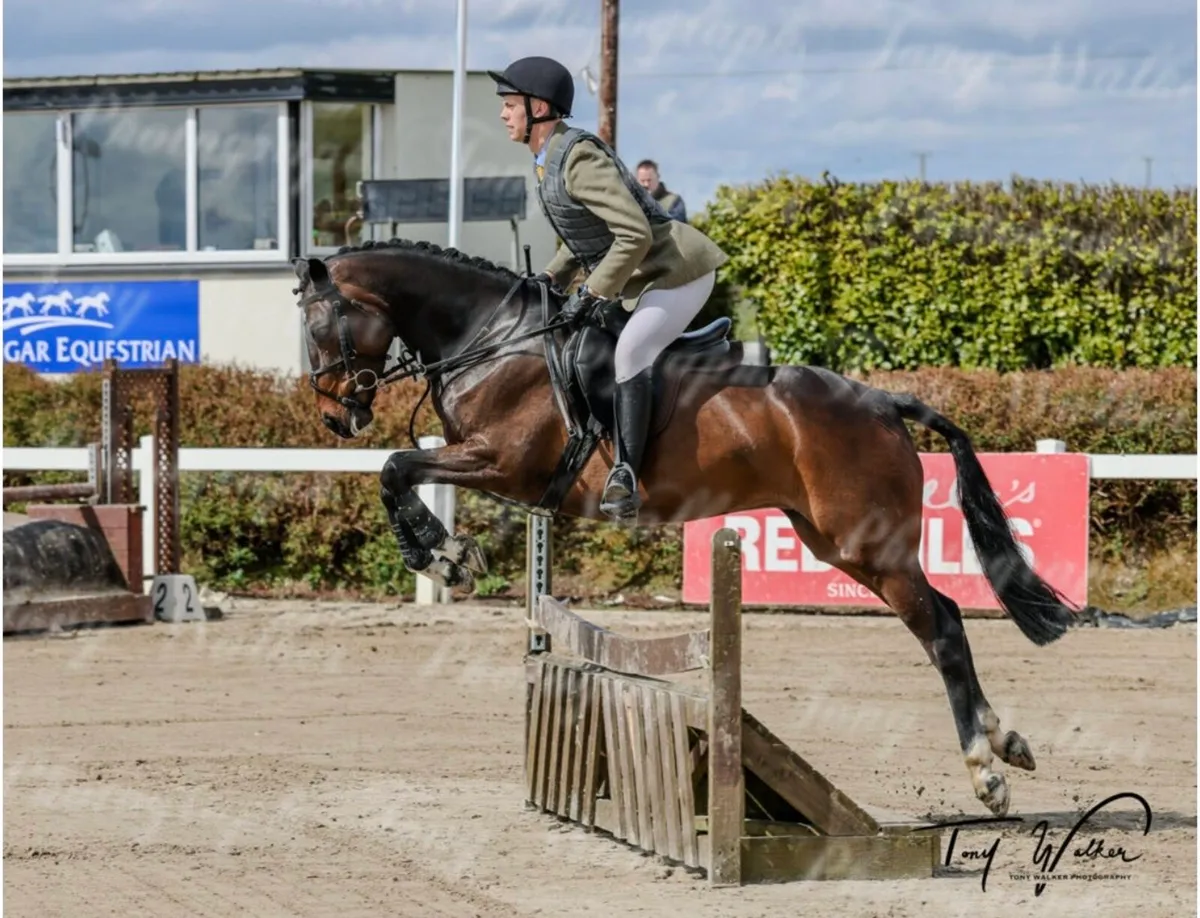 Super little Mare lot 464 Goresbridge - Image 3