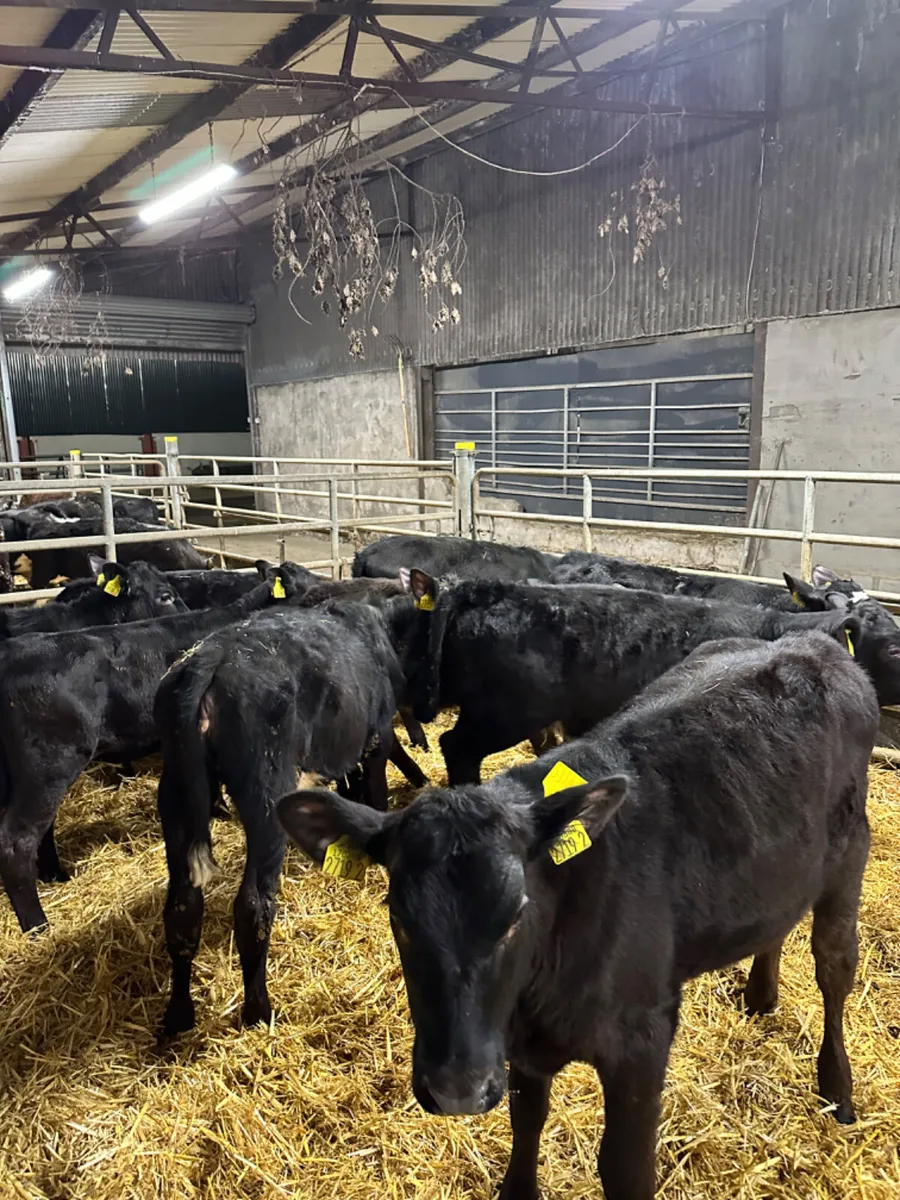 Angus heifers - Image 2