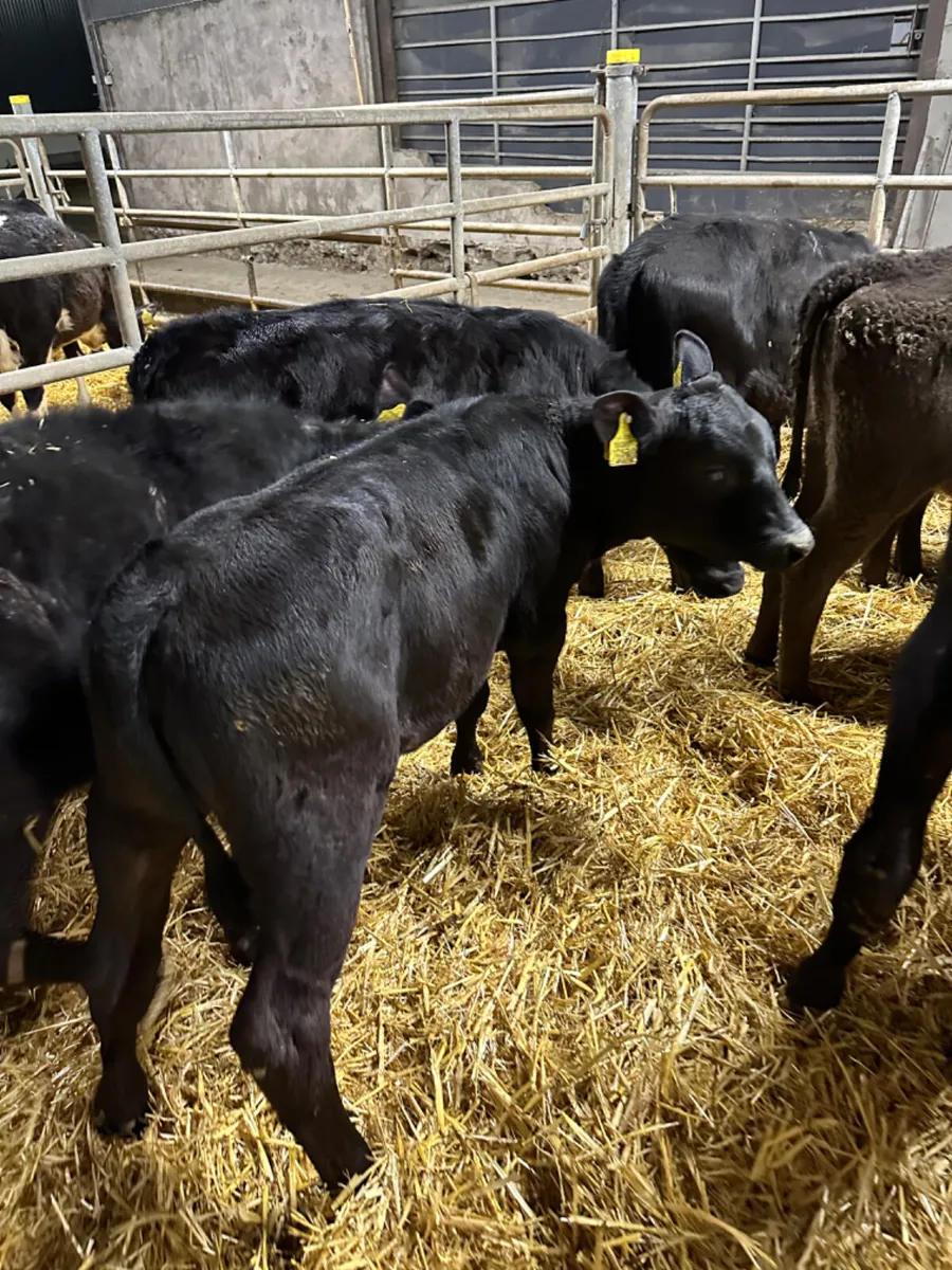 Angus heifers - Image 3