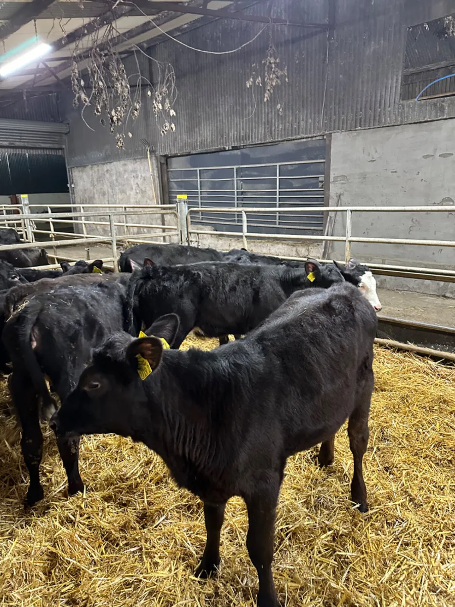 Angus heifers - Image 1