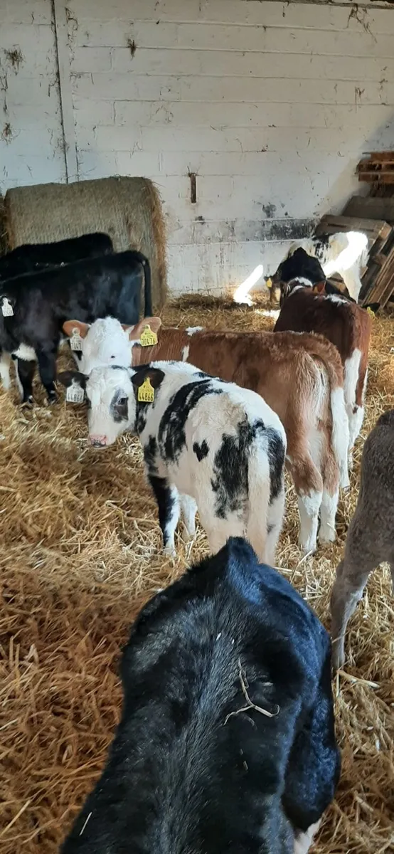 Cont calves for sale - Image 1