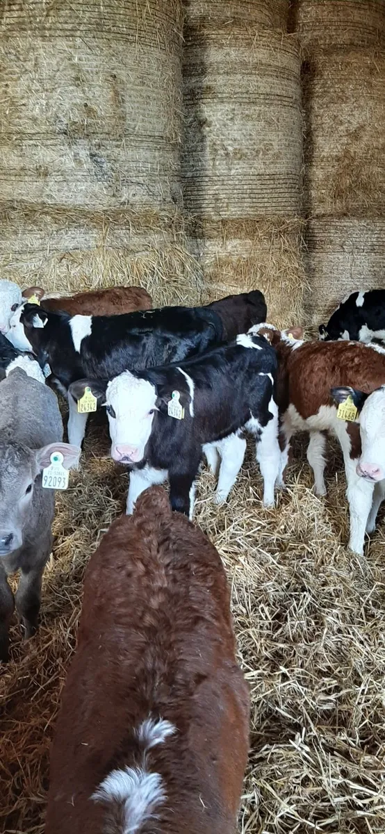 Cont calves for sale - Image 4