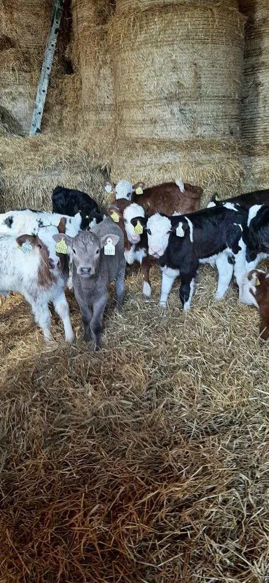 Cont calves for sale - Image 2