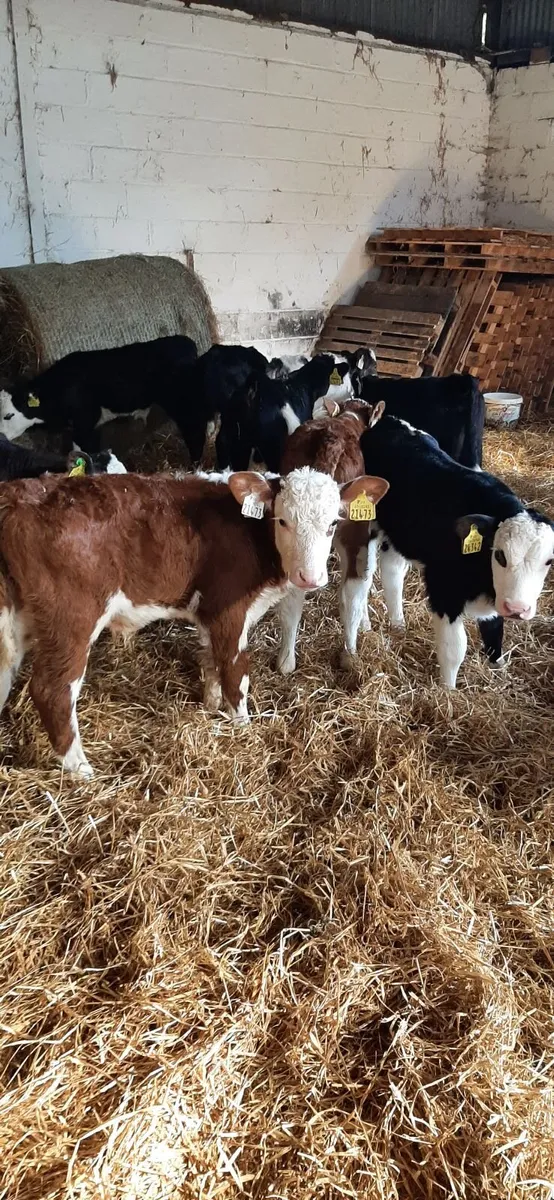 Cont calves for sale - Image 3