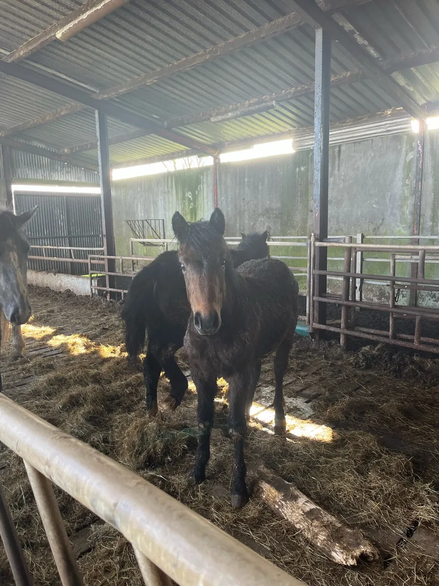 Gelding and Filly for sale - Image 1