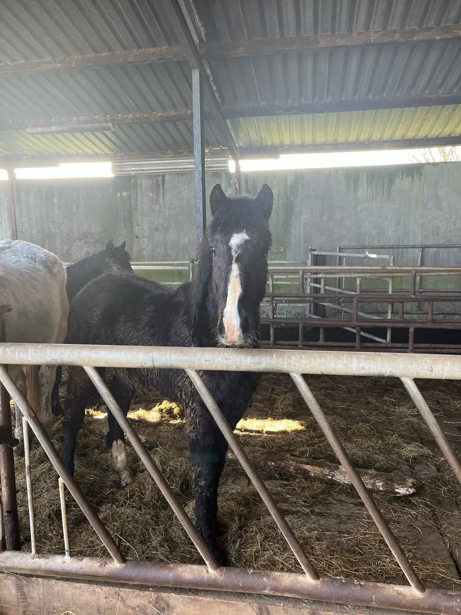 Gelding and Filly for sale - Image 4
