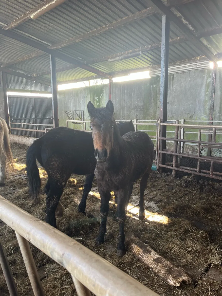Gelding and Filly for sale - Image 2