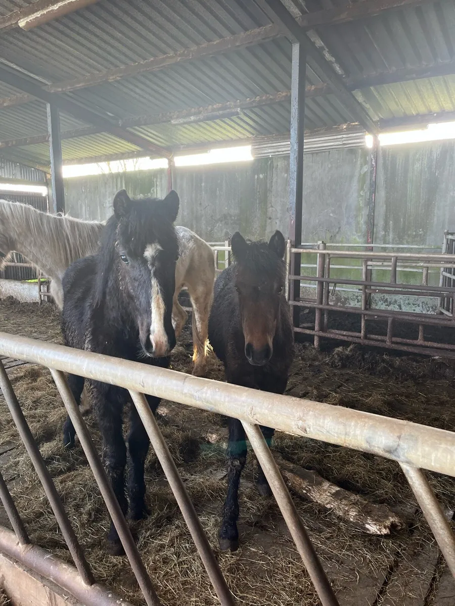 Gelding and Filly for sale - Image 3