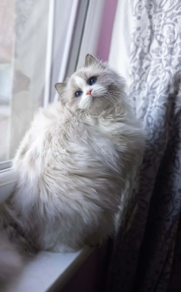 Ragdoll Registered - Image 1