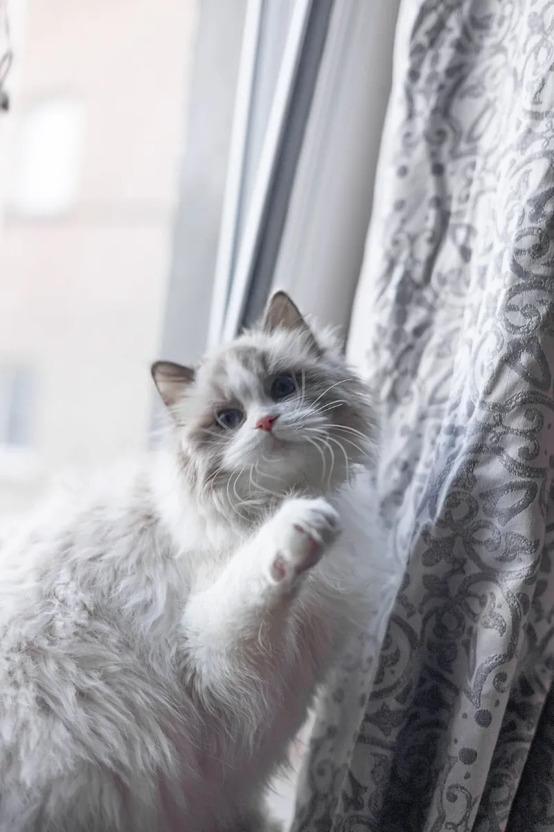 Ragdoll Registered - Image 2