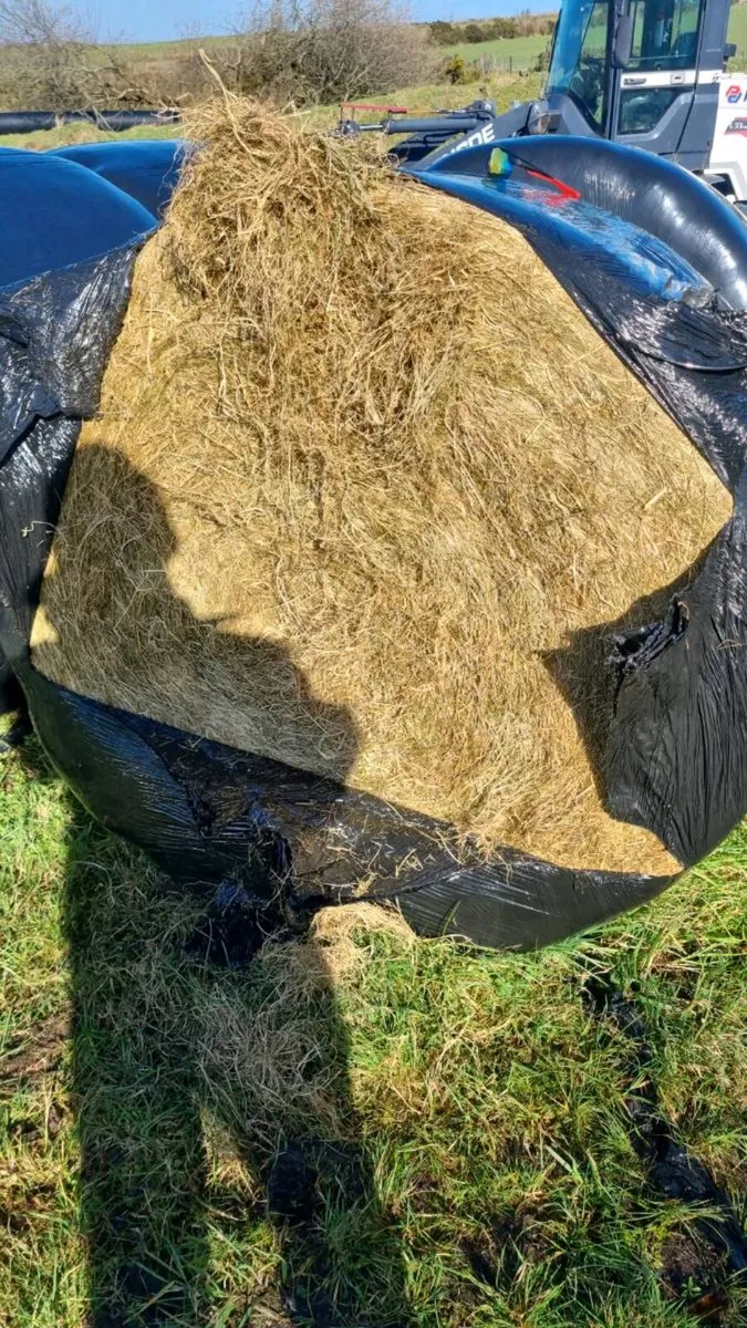 Heylage an silage - Image 4