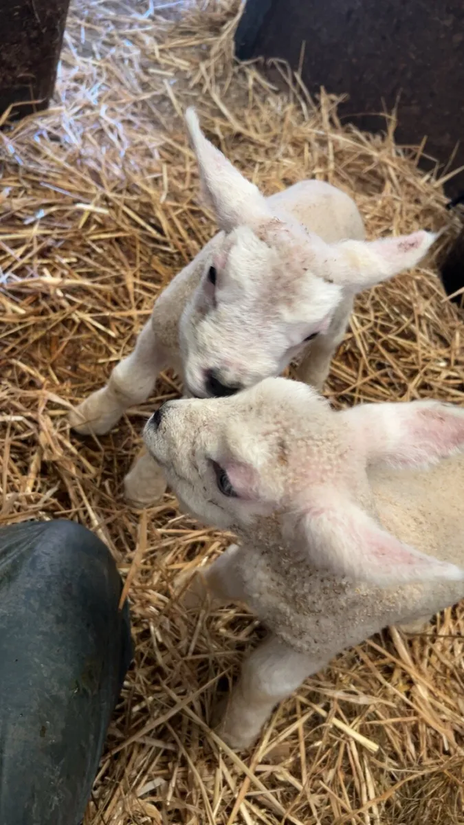 Pet Lambs - Image 1