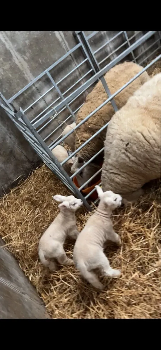 Pet Lambs - Image 2