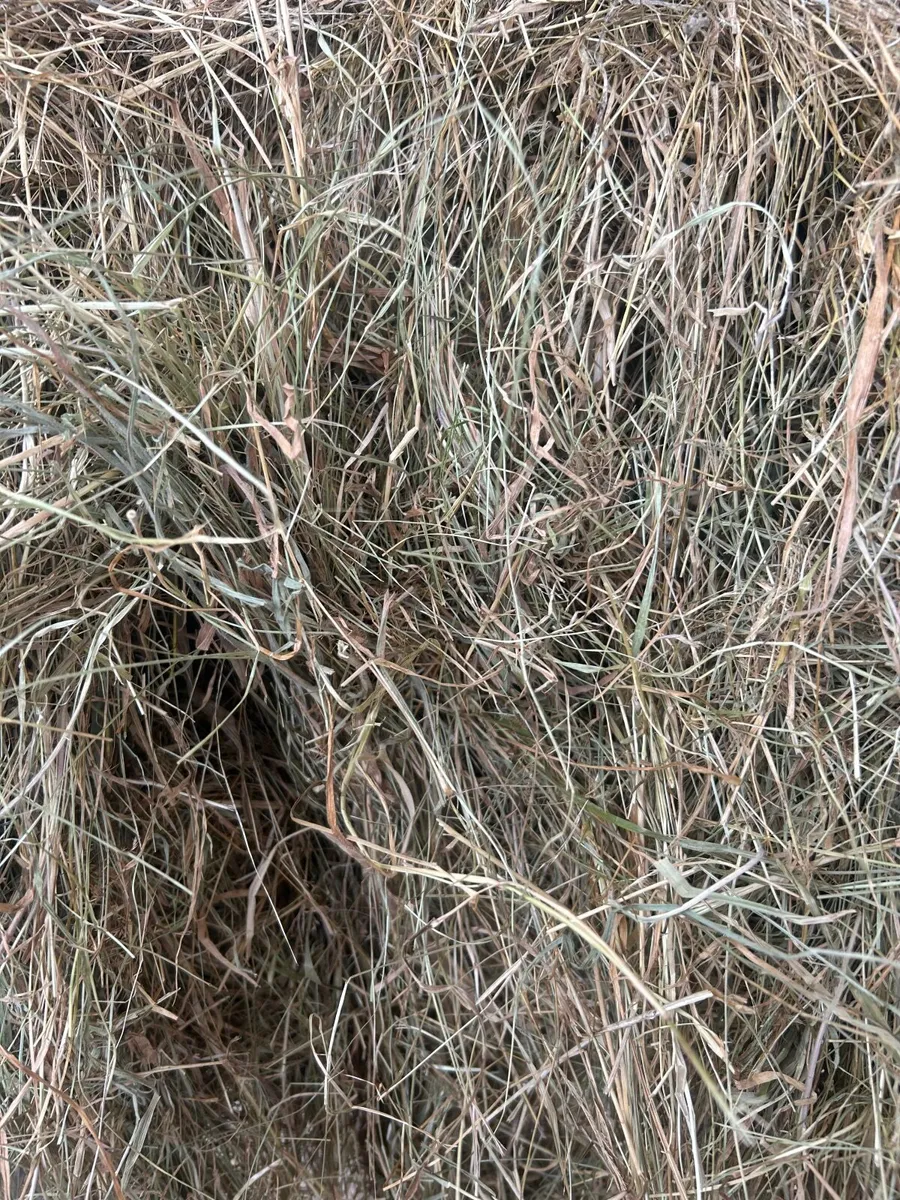 Hay - Image 2