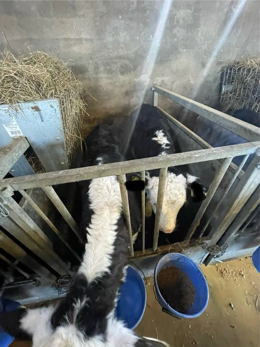 Hereford Calves - Image 4