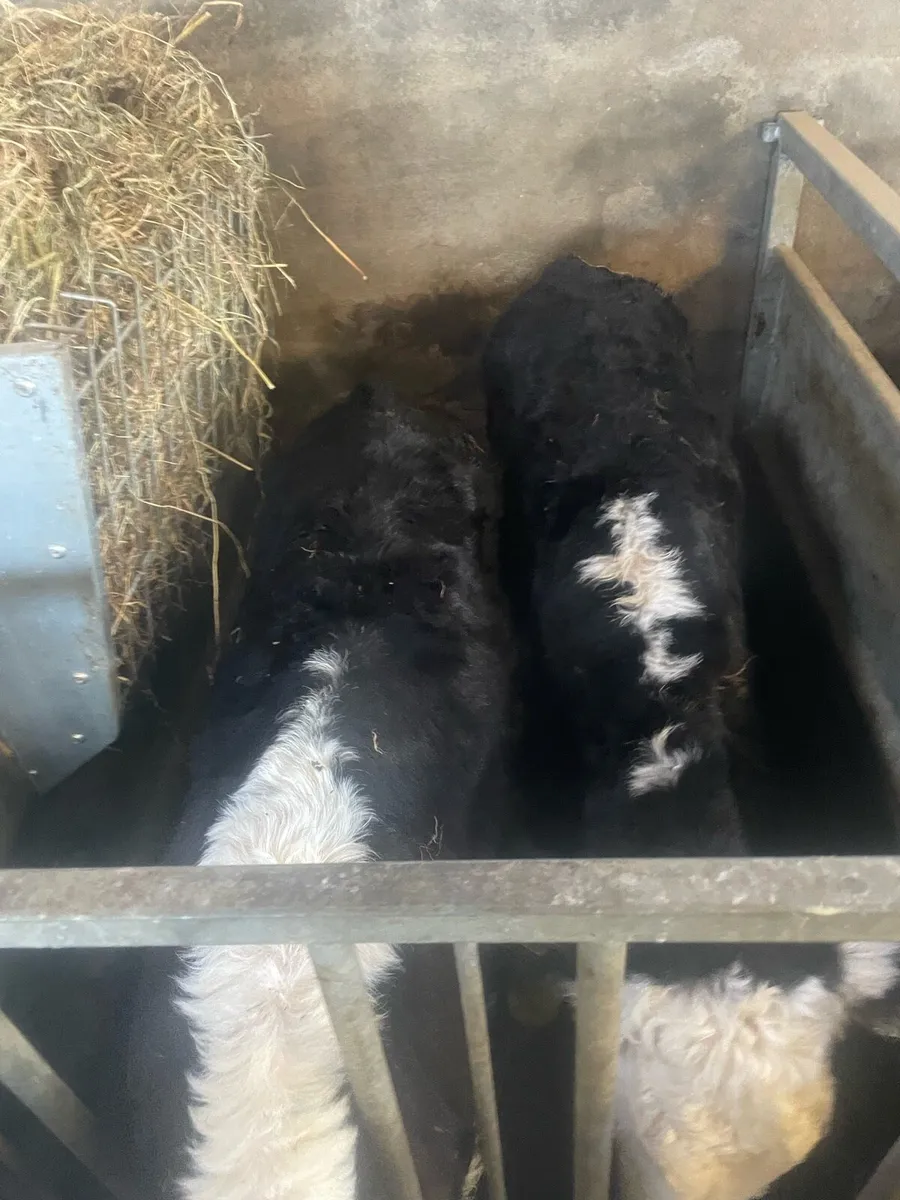 Hereford Calves - Image 1