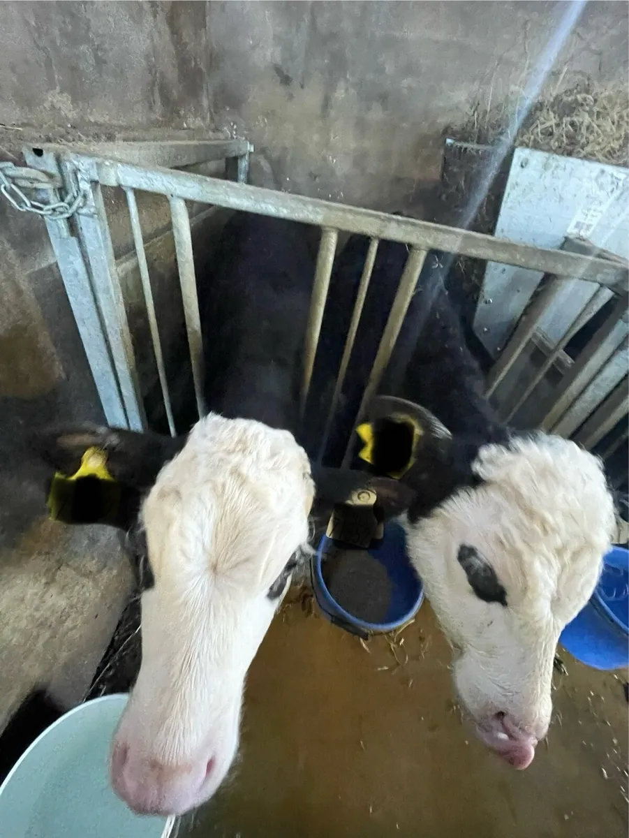 Hereford Calves - Image 2