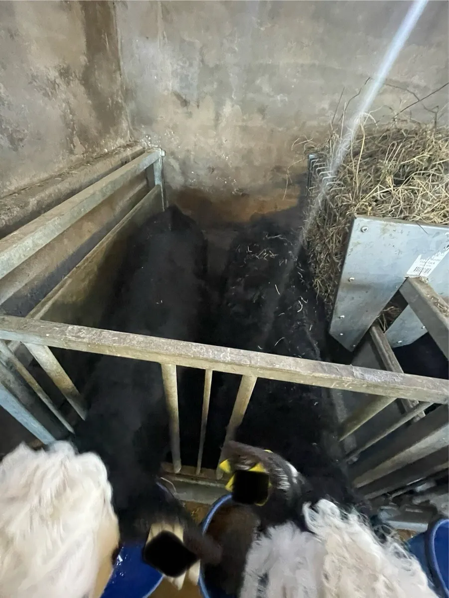 Hereford Calves - Image 3