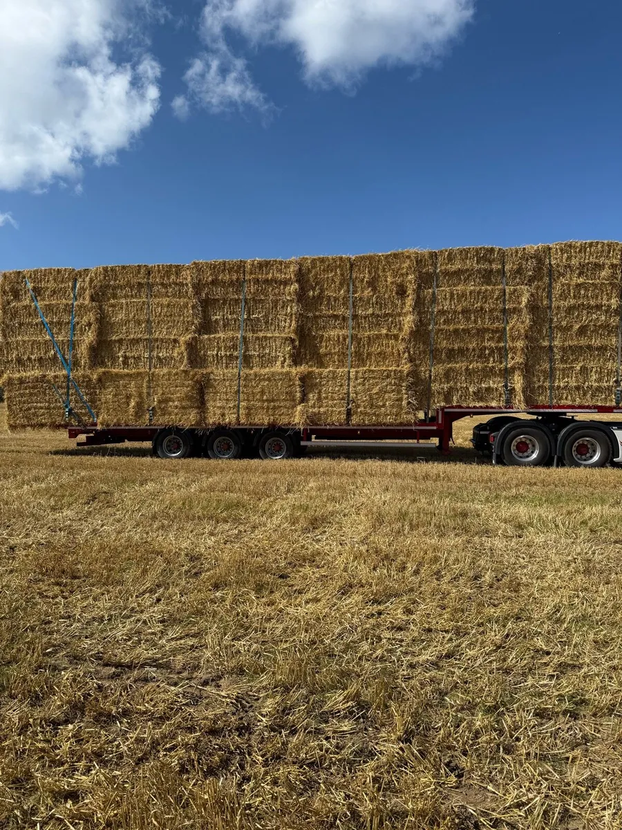 Barley straw for bedding or feeding - Image 3
