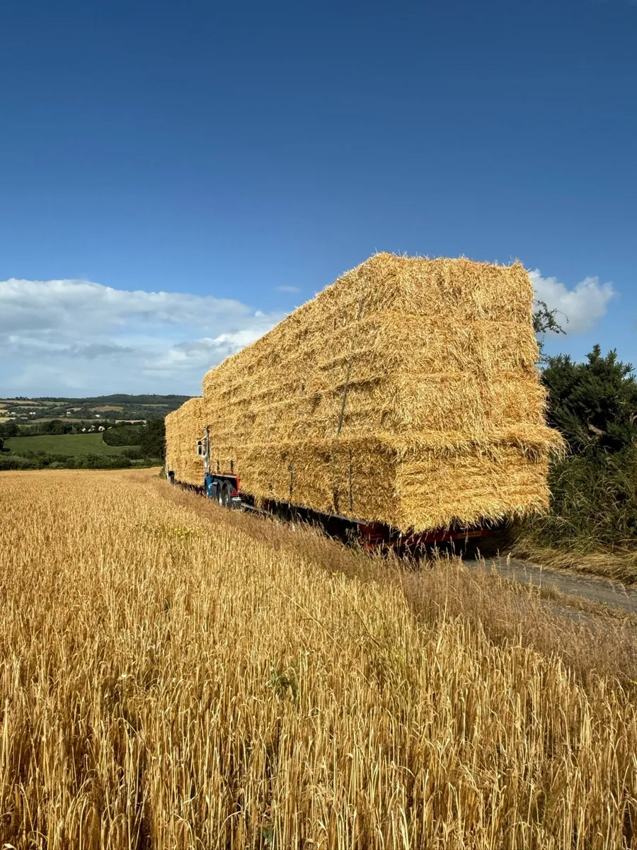 Barley straw for bedding or feeding - Image 1