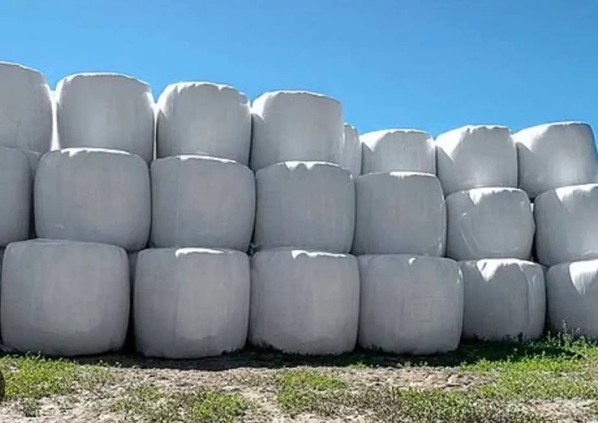 Bales of Silage for sale