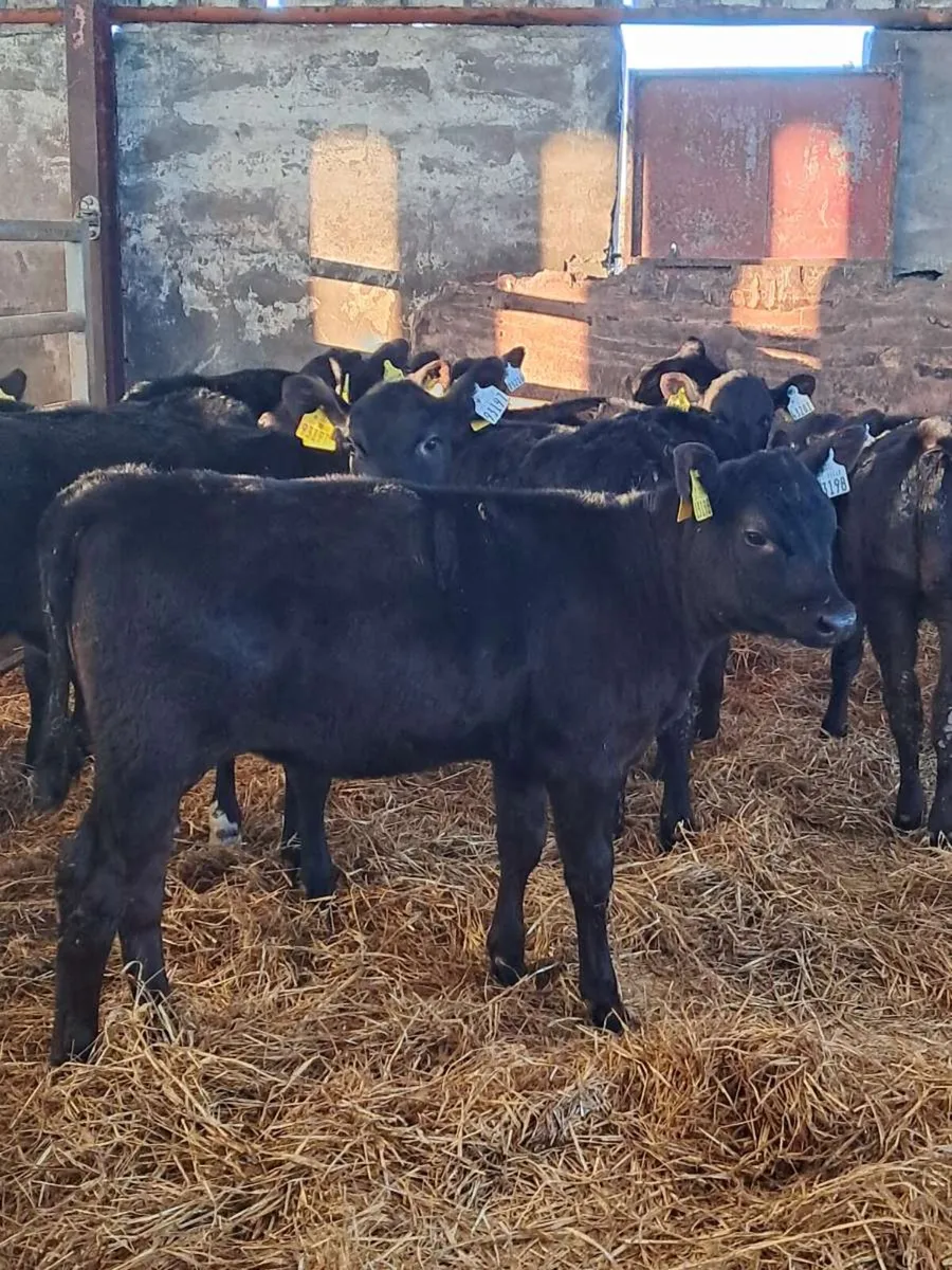 7 Angus heifer runners - Image 1