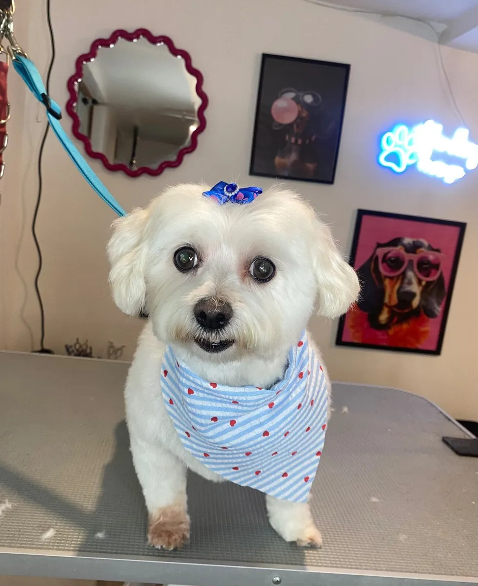 Dog grooming - Image 2