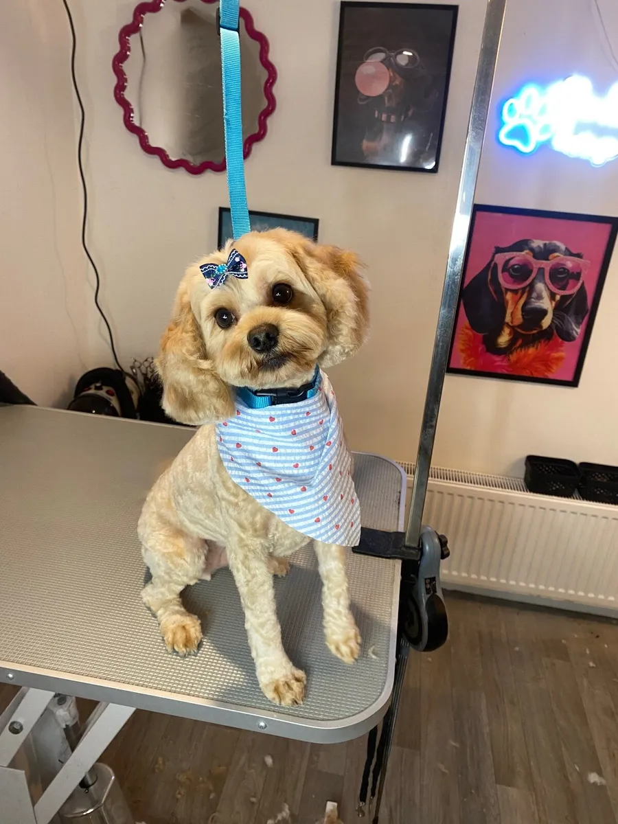 Dog grooming - Image 4